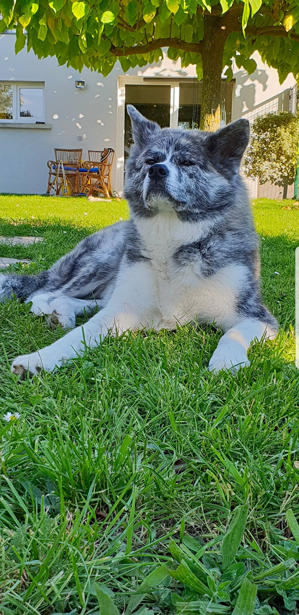 Naoki a rejoint le concours — aidez-le/la à gagner de superbes lots ! carnivore, companion_dog, dog_breed, eye, fawn, felidae, grass, grey, groundcover, houseplant, lawn, plant, small_to_medium_sized_cats, snout, sporting_group, tail, terrestrial_animal, tree, whiskers, window