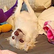 Dior joined the competition — help win amazing prizes! animal, bed, blankets, canine, cozy, cute, dog, domestic, fur, indoor, lying_down, paw, pet, pillow, playful, plush_toy, relaxed, resting, sleeping_area, white_dog