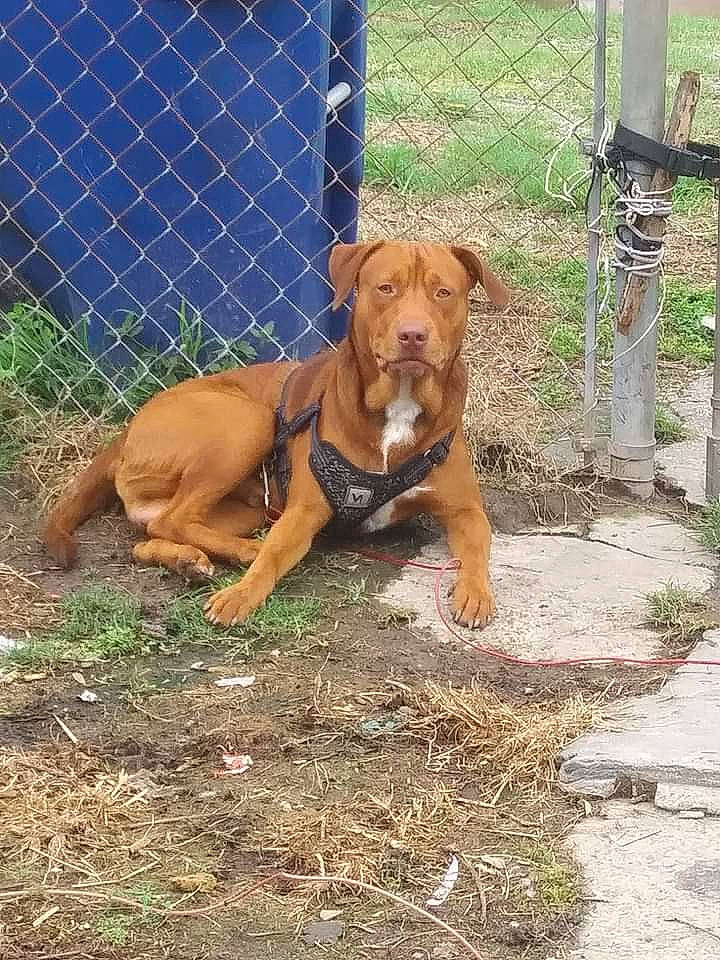 Castiel is registered to the contest to win money with this photo: animal_shelter, canidae, carnivore, collar, companion_dog, dog, dog_breed, dog_supply, fawn, fence, guard_dog, liver, mesh, molosser, pet_supply, plant, snout, sporting_group, wire_fencing, working_animal