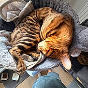 Aïro participe au concours pour gagner de l'argent avec cette photo : cats, two_cats, sleeping, cuddling, tabby, orange_cat, striped_cat, brown_fur, pet_bed, blanket, cozy, indoors, home, relaxed, furry, animal, food_bowls, pet_brush, human, top_down_view