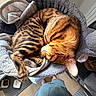 cats, two_cats, sleeping, cuddling, tabby, orange_cat, striped_cat, brown_fur, pet_bed, blanket, cozy, indoors, home, relaxed, furry, animal, food_bowls, pet_brush, human, top_down_view
