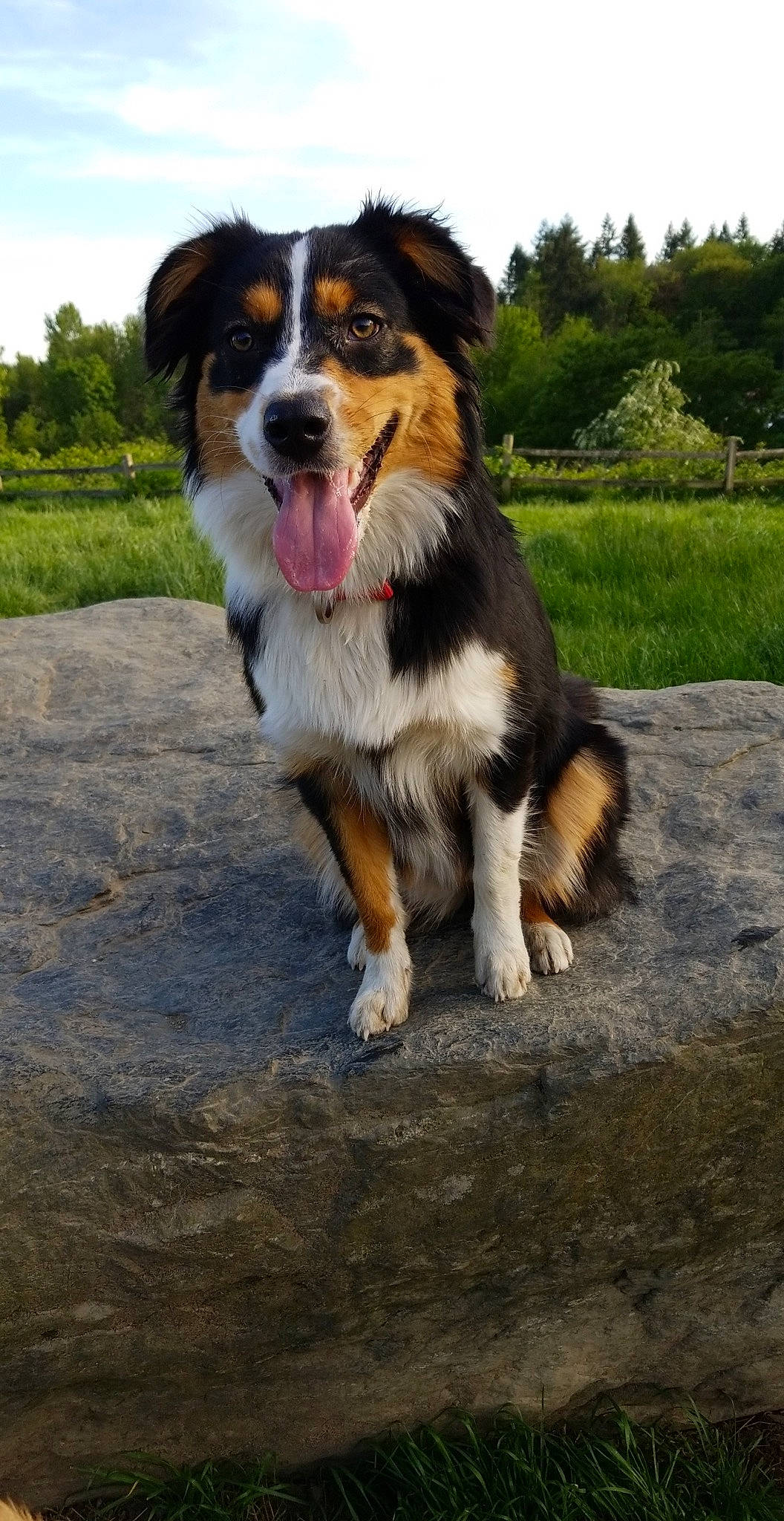 Luna joined the competition — help win amazing prizes! bernese_mountain_dog, canidae, carnivore, collar, companion_dog, dog, dog_breed, dog_collar, dog_supply, english_shepherd, fur, herding_dog, mammal, snout, sporting_group, tail, vertebrate, whiskers, working_animal, working_dog
