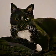 Simba is registered to the contest to win money with this photo: cat, tuxedo_cat, black_and_white, whiskers, pet, animal, feline, indoor, resting, portrait, closeup, fur, ears, eyes, paw, mammal, cute, domestic_cat, soft_light, background