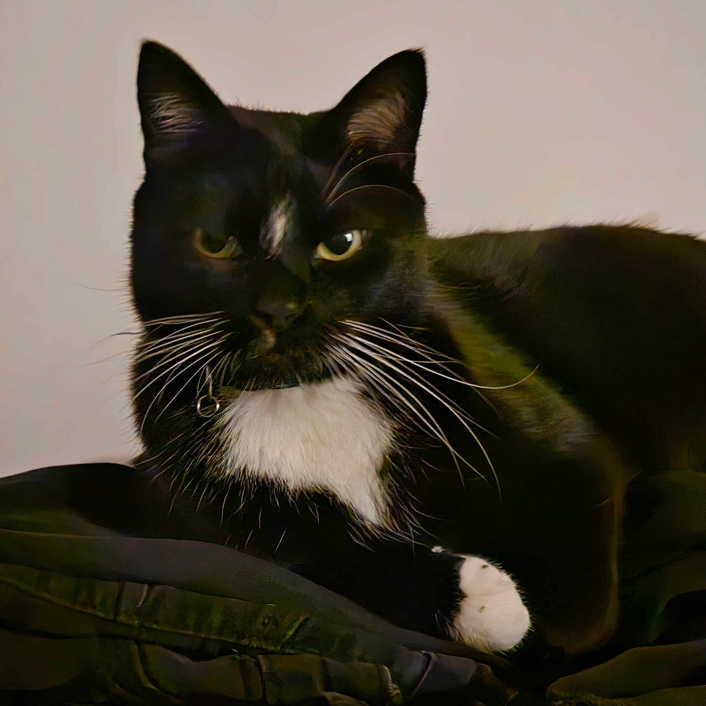 Simba is registered to the contest to win money with this photo: animal, background, black_and_white, cat, closeup, cute, domestic_cat, ears, eyes, feline, fur, indoor, mammal, paw, pet, portrait, resting, soft_light, tuxedo_cat, whiskers
