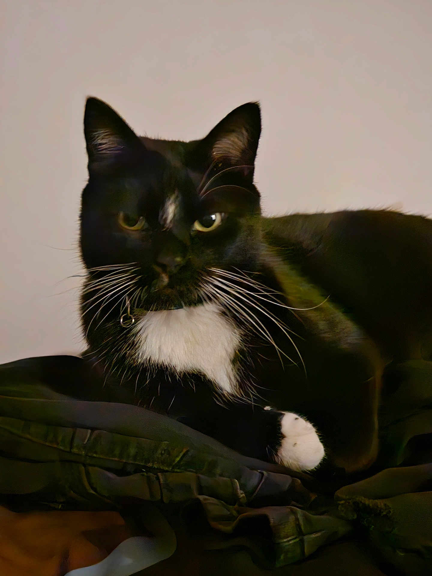 Simba is registered to the contest to win money with this photo: cat, tuxedo_cat, black_and_white, whiskers, pet, animal, feline, indoor, resting, portrait, closeup, fur, ears, eyes, paw, mammal, cute, domestic_cat, soft_light, background
