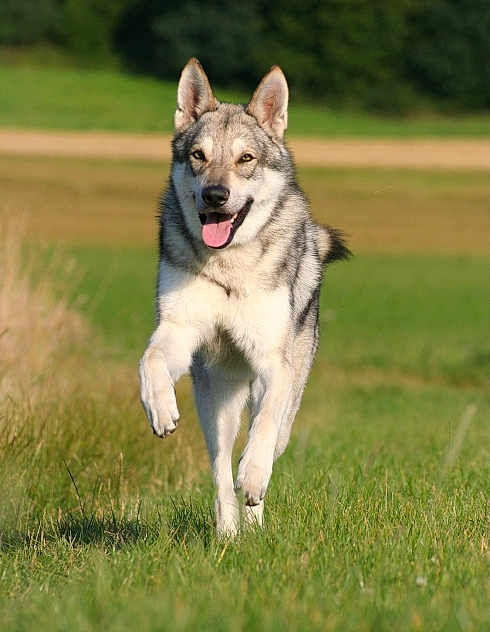 Fortnite participe au concours pour gagner de l'argent avec cette photo : carnivoran, czechoslovakian_wolfdog, dog, dog_breed, dog_breed_group, dog_like_mammal, east_siberian_laika, jamthund, kunming_wolfdog, mammal, native_american_indian_dog, northern_inuit_dog, norwegian_elkhound, saarloos_wolfdog, shiloh_shepherd_dog, tamaskan_dog, utonagan, vertebrate, west_siberian_laika, wolfdog