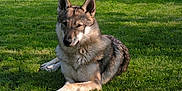Fortnite a rejoint le concours — aidez-le/la à gagner de superbes lots ! carnivoran, czechoslovakian_wolfdog, dog, dog_breed, dog_breed_group, dog_like_mammal, east_siberian_laika, grass, kunming_wolfdog, mammal, native_american_indian_dog, northern_inuit_dog, saarloos_wolfdog, shiloh_shepherd_dog, tamaskan_dog, utonagan, west_siberian_laika, wildlife, wolf, wolfdog