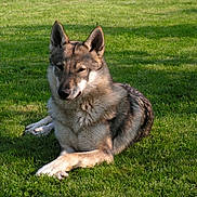 Fortnite participe au concours pour gagner de l'argent avec cette photo : carnivoran, czechoslovakian_wolfdog, dog, dog_breed, dog_breed_group, dog_like_mammal, east_siberian_laika, grass, kunming_wolfdog, mammal, native_american_indian_dog, northern_inuit_dog, saarloos_wolfdog, shiloh_shepherd_dog, tamaskan_dog, utonagan, west_siberian_laika, wildlife, wolf, wolfdog