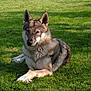 Fortnite participe au concours pour gagner de l'argent avec cette photo : carnivoran, czechoslovakian_wolfdog, dog, dog_breed, dog_breed_group, dog_like_mammal, east_siberian_laika, grass, kunming_wolfdog, mammal, native_american_indian_dog, northern_inuit_dog, saarloos_wolfdog, shiloh_shepherd_dog, tamaskan_dog, utonagan, west_siberian_laika, wildlife, wolf, wolfdog