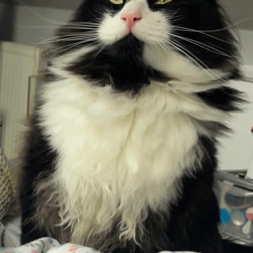 Murphy is registered to the contest to win money with this photo: abyssinian, angora, animal, bed, bedroom, blackcat, blanket, cat, couch, cushion, furniture, homedecor, indoors, kitten, linen, manx, pet, quilt, room, siamese