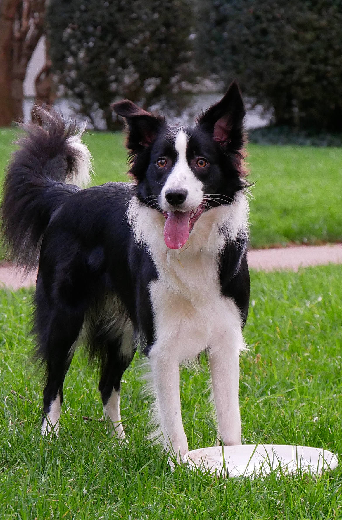 Alpha participe au concours pour gagner de l'argent avec cette photo : animal_sports, border_collie, canidae, carnivore, companion_dog, dog, dog_breed, dog_sports, grass, herding_dog, plant, recreation, sporting_group, sports, tree, working_animal, working_dog