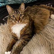 Marshall joined the competition — help win amazing prizes! cat, tabby, fluffy, white_paws, white_chest, laying_down, indoor, rug, shaggy_rug, pillow, plush_toy, brown_fur, striped_fur, pet, animal, feline, relaxed, looking_at_camera, cozy, home
