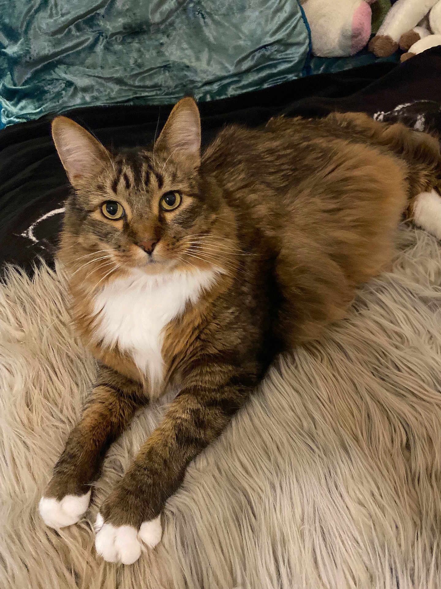 Marshall joined the competition — help win amazing prizes! cat, tabby, fluffy, white_paws, white_chest, laying_down, indoor, rug, shaggy_rug, pillow, plush_toy, brown_fur, striped_fur, pet, animal, feline, relaxed, looking_at_camera, cozy, home