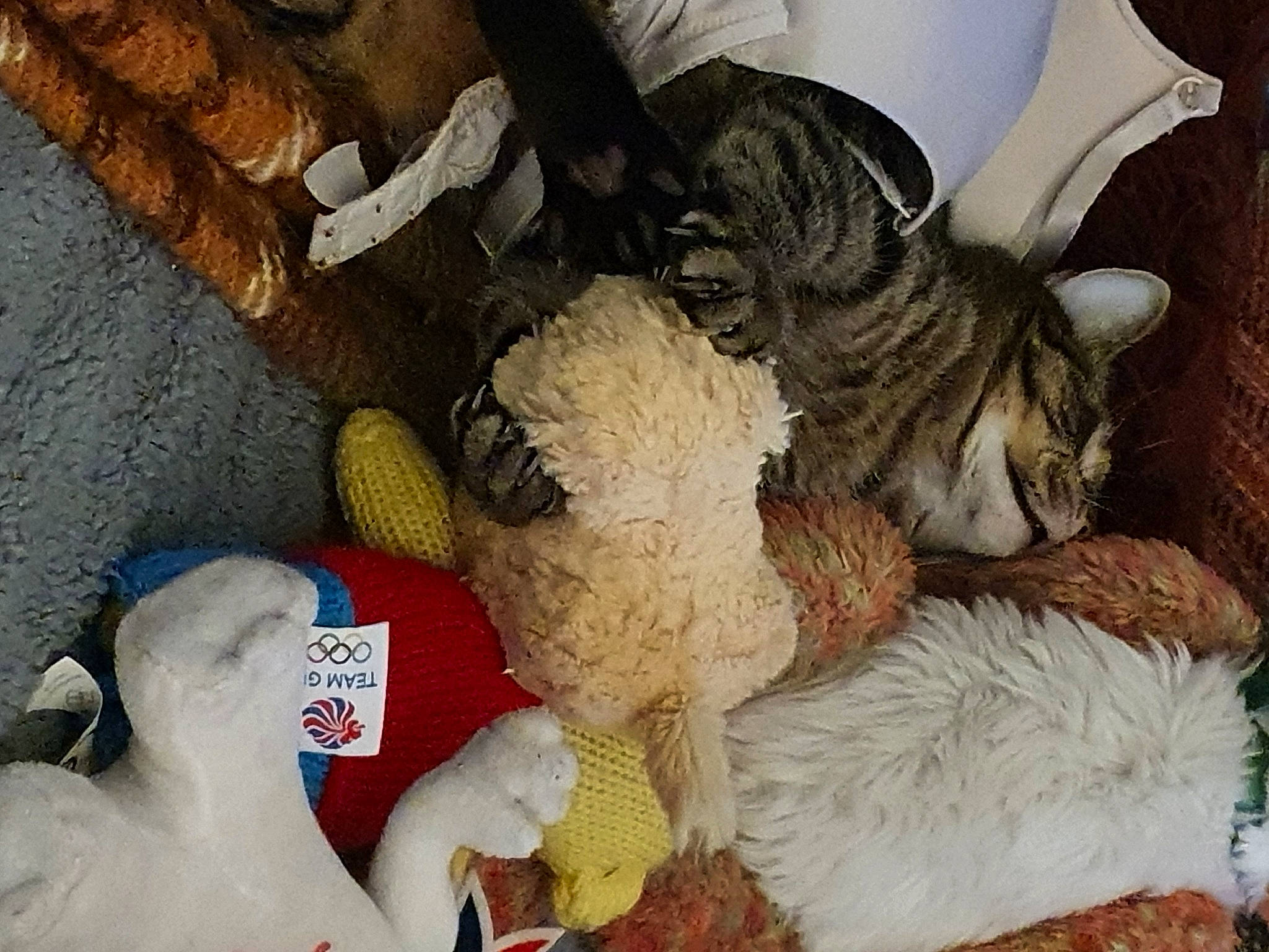 Ronnie joined the competition — help win amazing prizes! basket, cat, comfort, companion_dog, domestic_short_haired_cat, fawn, felidae, fur, linens, pattern, plush, small_to_medium_sized_cats, stuffed_toy, tail, thread, toy, whiskers, wood, wool, woolen