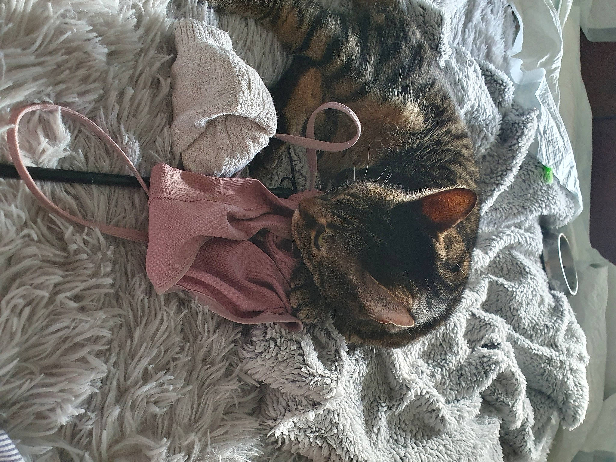 Ronnie is registered to the contest to win money with this photo: carnivore, cat, claw, comfort, domestic_short_haired_cat, fashion_accessory, fawn, feather, felidae, fur, grey, linens, pattern, small_to_medium_sized_cats, tail, thread, tree, whiskers, wood, wool