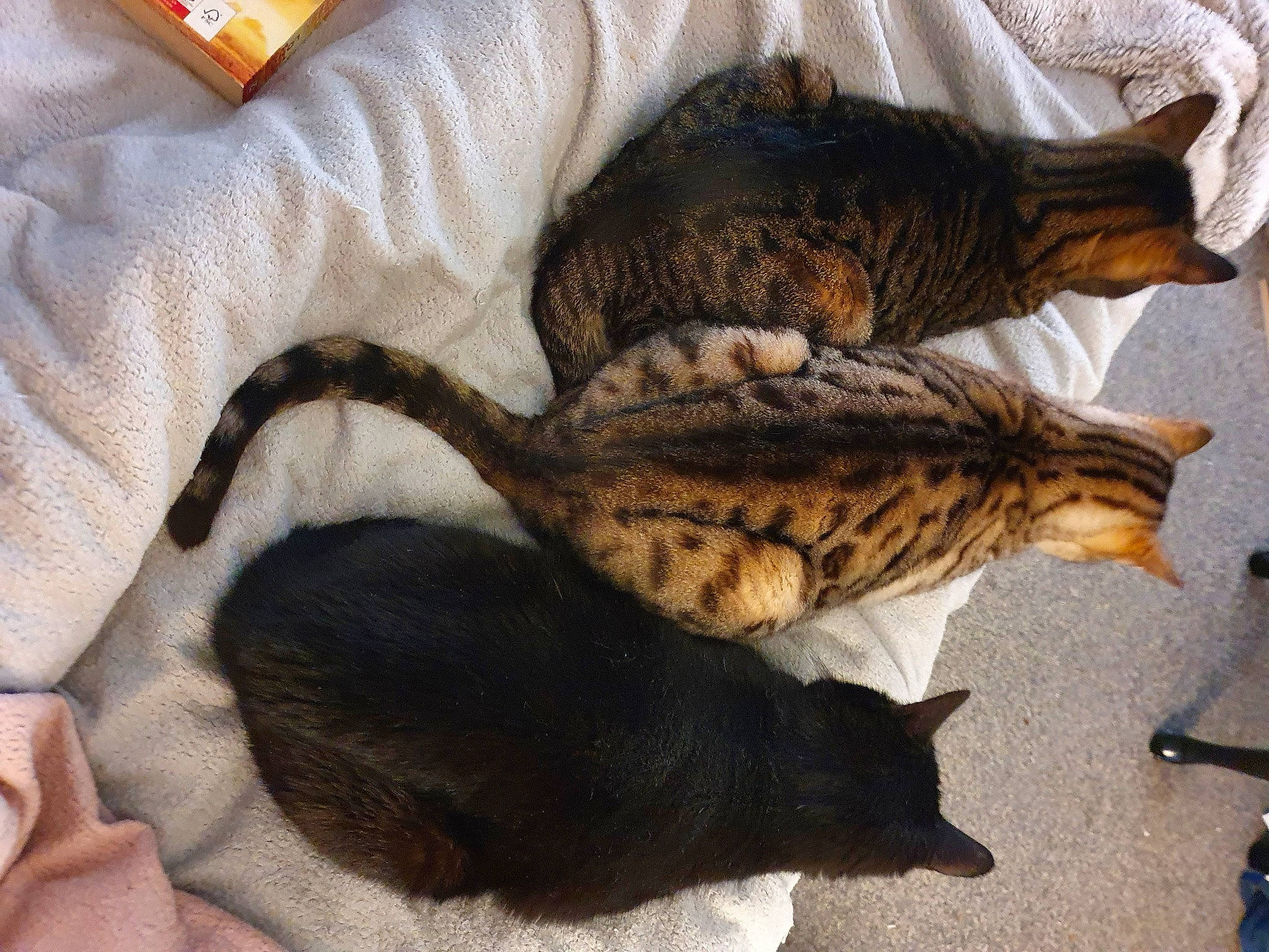 Ronnie joined the competition — help win amazing prizes! carnivore, cat, claw, comfort, domestic_short_haired_cat, felidae, fish, fur, nap, reptile, sleep, small_to_medium_sized_cats, tail, terrestrial_animal, whiskers, wildlife, wood