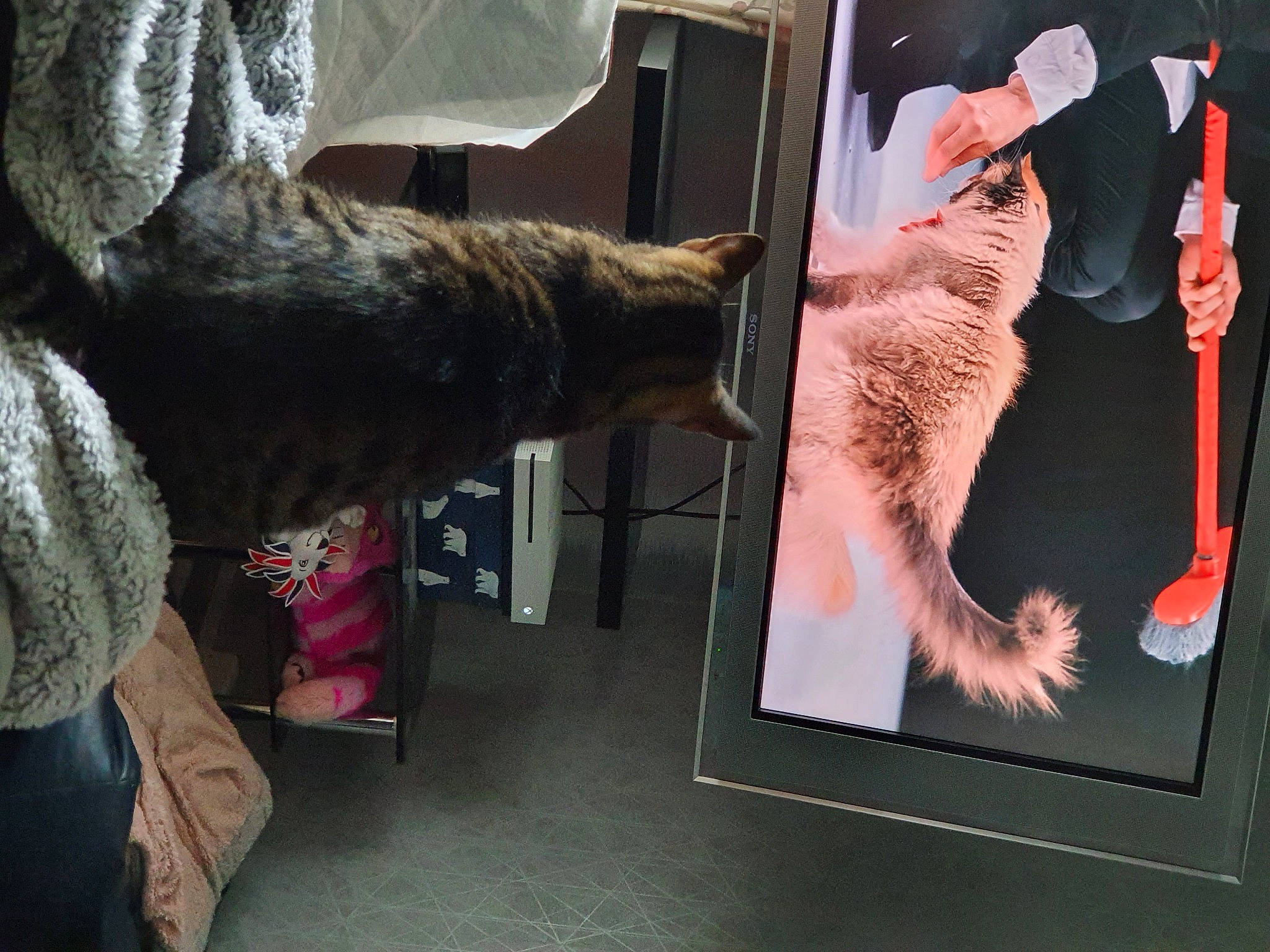 Ronnie is registered to the contest to win money with this photo: art, canidae, carnivore, cat, comfort, event, felidae, flesh, flooring, fur, gesture, magenta, military_camouflage, room, sleeve, small_to_medium_sized_cats, sporting_group, tail, visual_arts