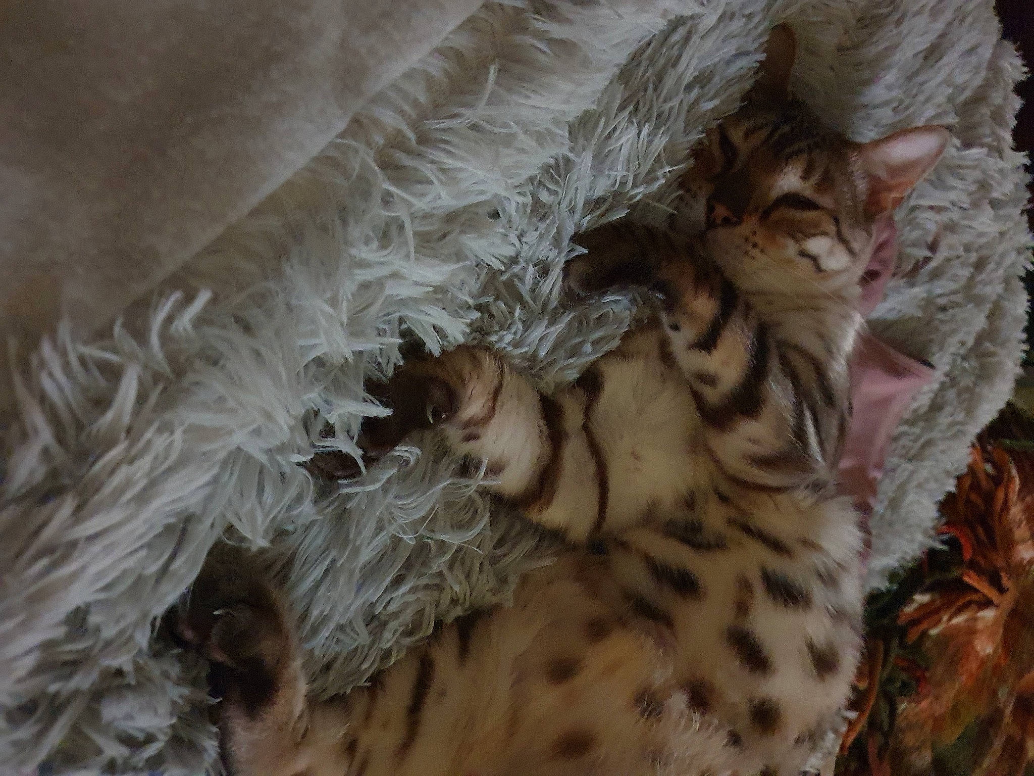 Mr Spanks is registered to the contest to win money with this photo: bed, big_cats, carnivore, cat, comfort, fawn, felidae, fur, leopard, linens, natural_material, pattern, small_to_medium_sized_cats, snout, tail, terrestrial_animal, textile, tree, whiskers, wildlife