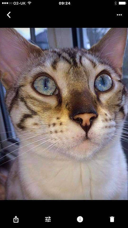 Mr Spanks joined the competition — help win amazing prizes! carnivore, cat, domestic_short_haired_cat, ear, fawn, felidae, fur, grass, paw, photography, small_to_medium_sized_cats, snout, terrestrial_animal, whiskers, wildlife, window