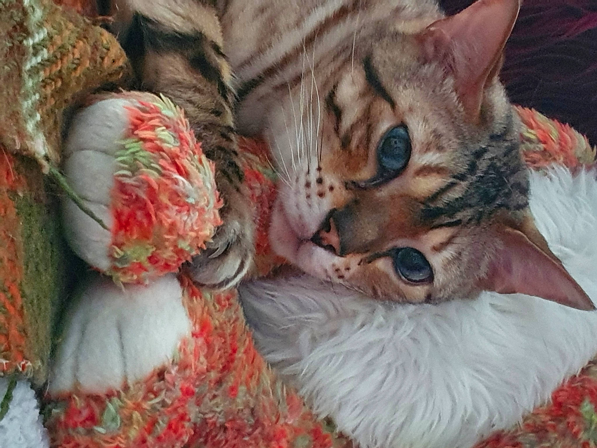 Mr Spanks joined the competition — help win amazing prizes! carnivore, cat, claw, comfort, domestic_short_haired_cat, fawn, felidae, fur, grass, linens, paw, plant, small_to_medium_sized_cats, snout, tail, toy, tree, whiskers, wildlife, window