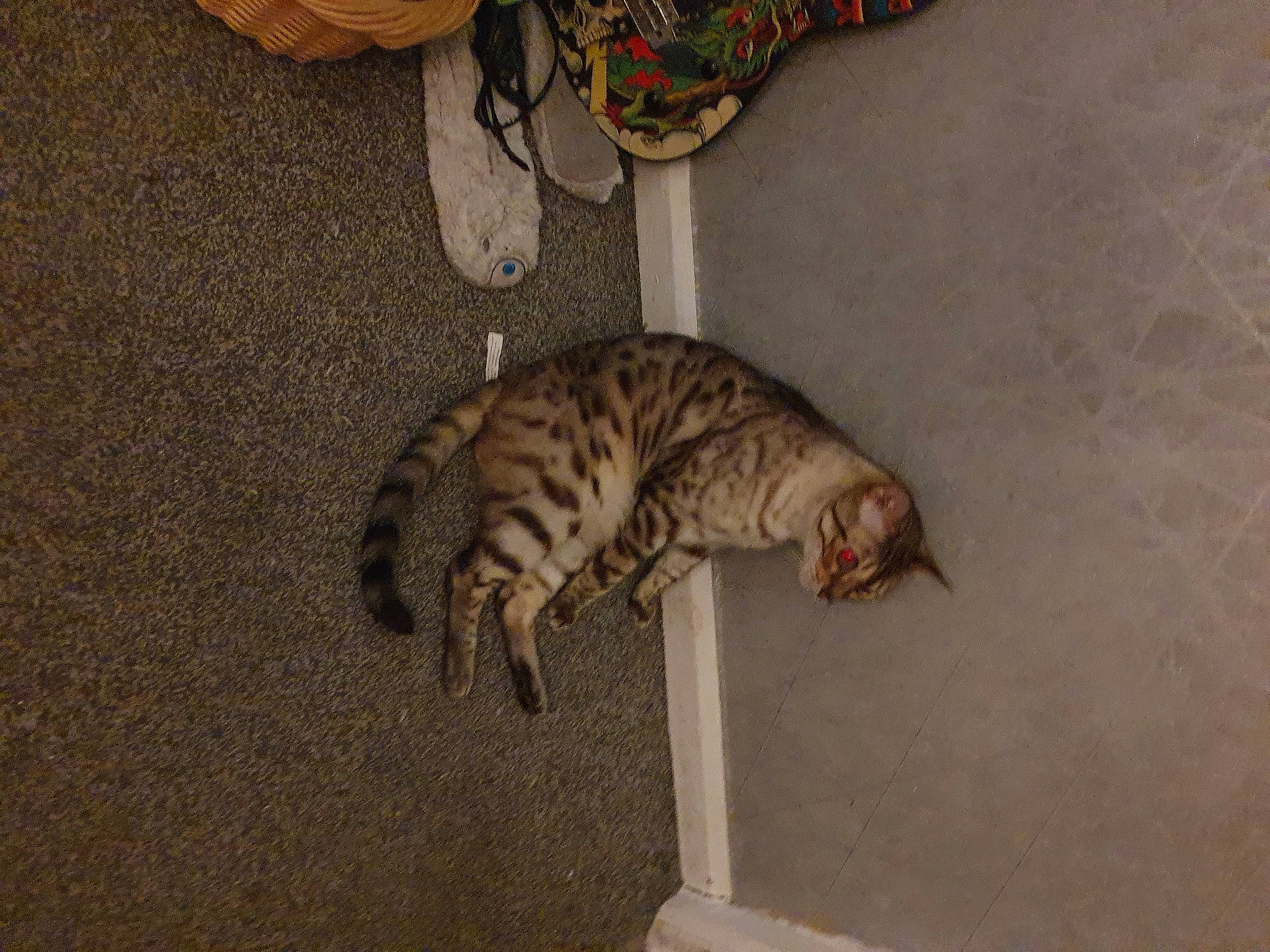 Mr Spanks joined the competition — help win amazing prizes! carnivore, cat, comfort, domestic_short_haired_cat, fawn, felidae, floor, flooring, fur, hardwood, human_leg, pattern, paw, room, small_to_medium_sized_cats, snout, tail, terrestrial_animal, whiskers, wood