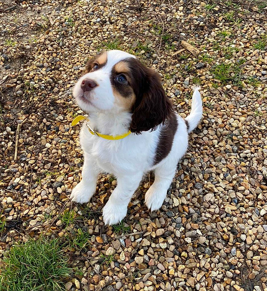 Pixi participe au concours pour gagner de l'argent avec cette photo : beaglier, canidae, carnivore, cavalier_king_charles_spaniel, cocker_spaniel, companion_dog, dog, dog_breed, king_charles_spaniel, mammal, puppy, rare_breed_dog, spaniel, sporting_group, vertebrate