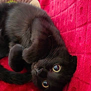 Rumi a rejoint le concours — aidez-le/la à gagner de superbes lots ! black_cat, cat, pet, animal, feline, cute, lying_down, red_blanket, quilted, soft_texture, cozy, indoor, whiskers, close_up, curious_eyes, relaxed, fur, domestic_cat, resting, adorable