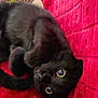 black_cat, cat, pet, animal, feline, cute, lying_down, red_blanket, quilted, soft_texture, cozy, indoor, whiskers, close_up, curious_eyes, relaxed, fur, domestic_cat, resting, adorable