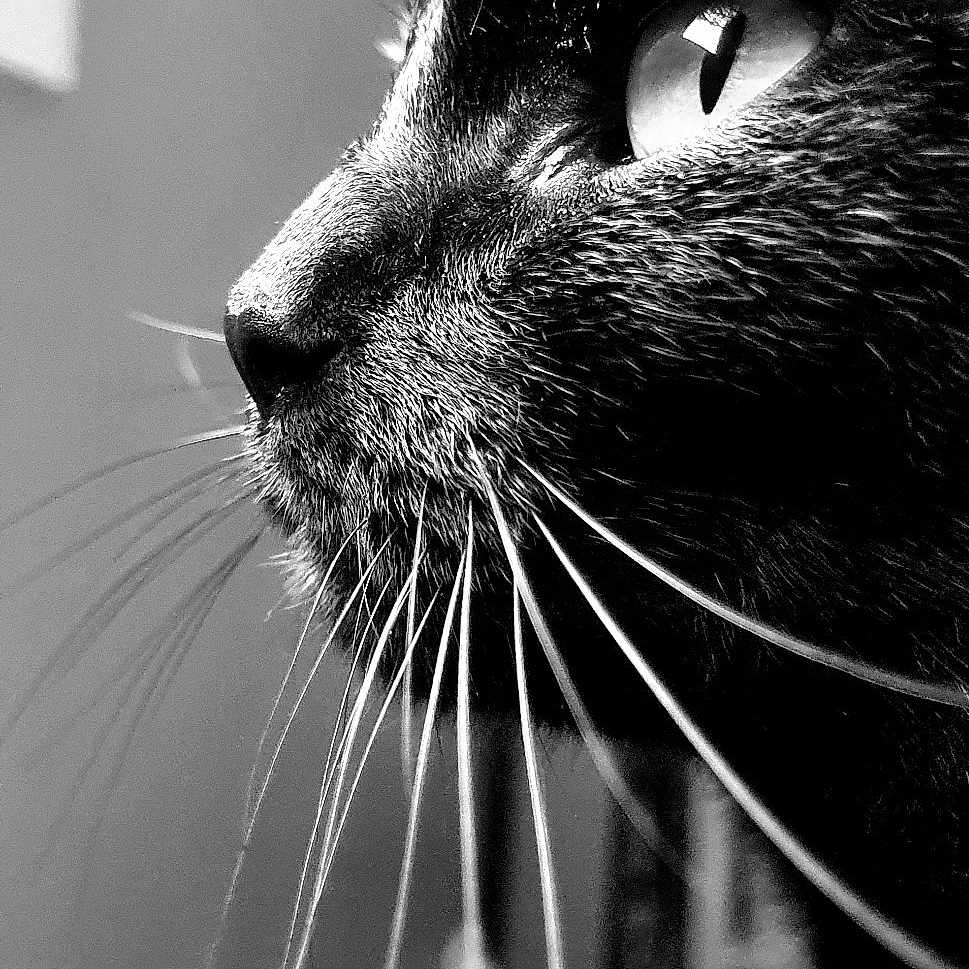 Percy
