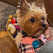 Precious joined the competition — help win amazing prizes! basket, big_eyes, closeup, collar, dog, fur, id_tag, indoor, looking_back, pet, plaid_clothing, pointy_ears, portrait, puppy, small_dog, stuffed_toy, sweater, window, wood_floor, yorkshire_terrier
