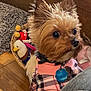 basket, big_eyes, closeup, collar, dog, fur, id_tag, indoor, looking_back, pet, plaid_clothing, pointy_ears, portrait, puppy, small_dog, stuffed_toy, sweater, window, wood_floor, yorkshire_terrier
