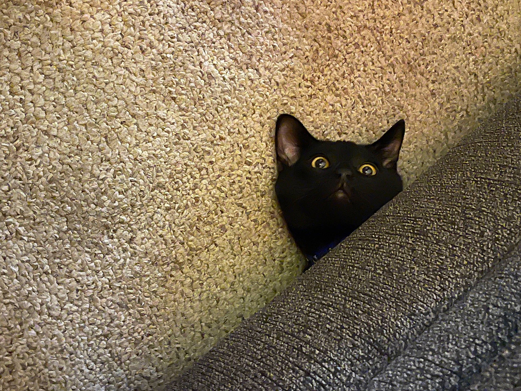 Hades is registered to the contest to win money with this photo: asphalt, black_cat, bombay, carnivore, cat, domestic_short_haired_cat, felidae, flooring, fur, grass, grey, road, road_surface, shadow, small_to_medium_sized_cats, snout, tail, terrestrial_animal, tints_and_shades, whiskers