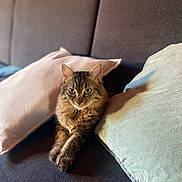 Nathalie Cortot participe au concours pour gagner de l'argent avec cette photo : cat, tabby, fluffy, pet, animal, sofa, cushion, indoor, relaxed, feline, fur, ears, whiskers, eyes, home, cozy, resting, paws, comfort, portrait