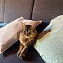 cat, tabby, fluffy, pet, animal, sofa, cushion, indoor, relaxed, feline, fur, ears, whiskers, eyes, home, cozy, resting, paws, comfort, portrait