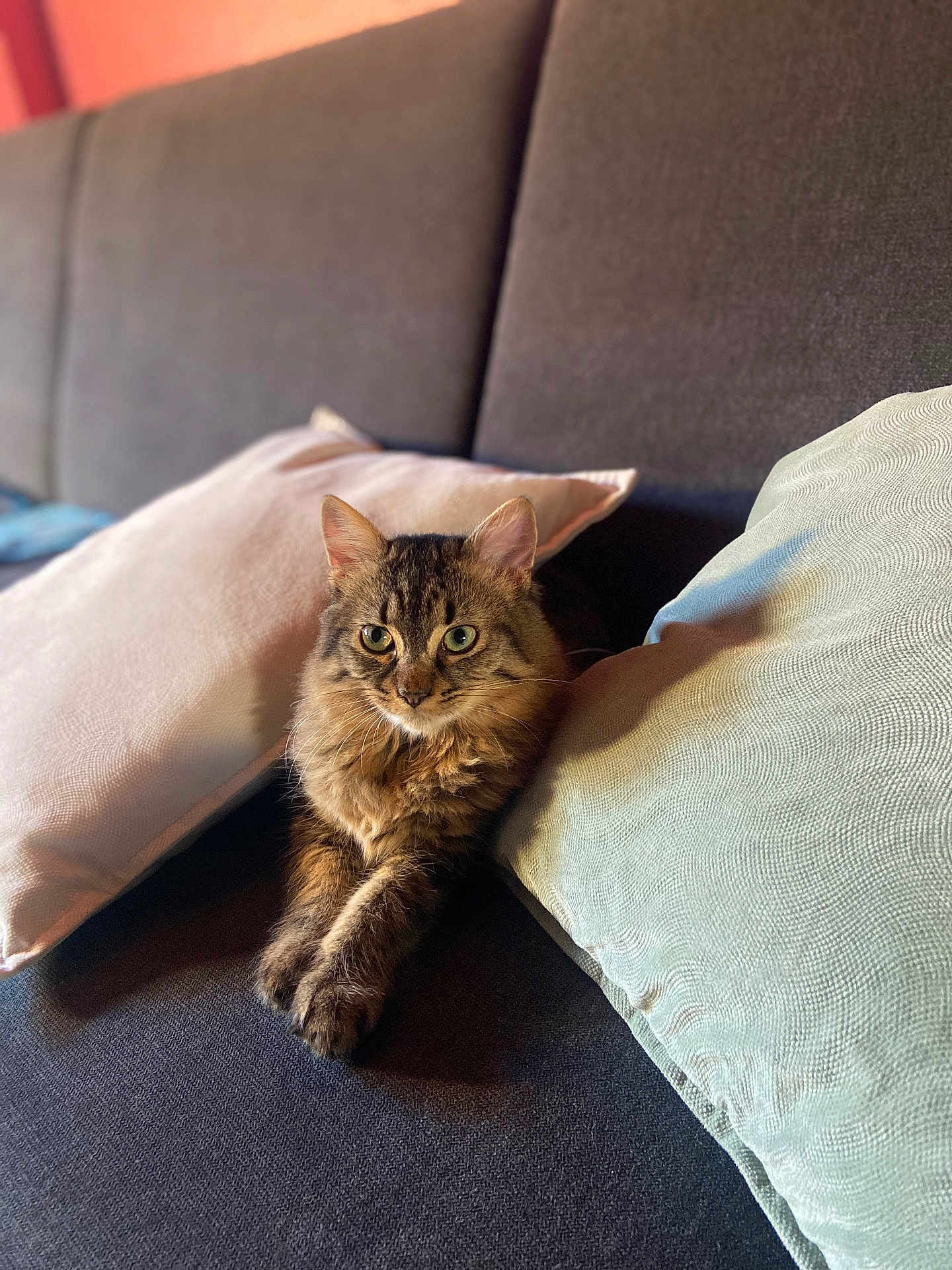 Nathalie Cortot participe au concours pour gagner de l'argent avec cette photo : cat, tabby, fluffy, pet, animal, sofa, cushion, indoor, relaxed, feline, fur, ears, whiskers, eyes, home, cozy, resting, paws, comfort, portrait