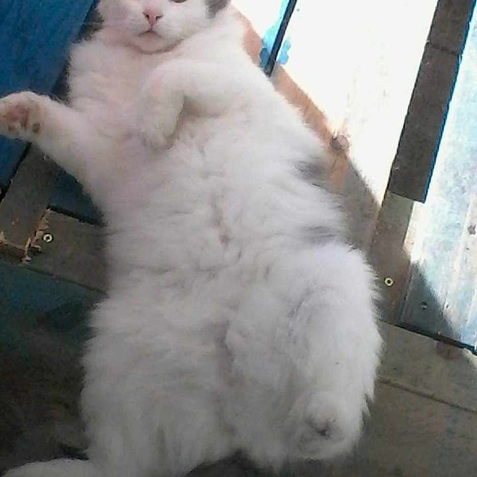 Filou participe au concours pour gagner de l'argent avec cette photo : angora, animal, architecture, building, cat, face, head, house, housing, indoors, kitten, manx, person, pet, photography, porch, portrait, sleeping, window, wood