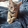 Son joined the competition — help win amazing prizes! animal, bed, blanket, blue_blanket, cat, collar, cozy, cute, cute_pose, domestic_cat, ears, feline, fur, gray_cat, indoor, kitten, pet, whiskers, white_paws, young_cat