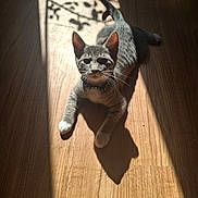 Son joined the competition — help win amazing prizes! animal, calm, cat, collar, cute, daylight, domestic, ears, feline, indoor, paws, pet, relaxed, resting, shadow, striped, sunlight, tabby, whiskers, wooden_floor