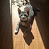 animal, calm, cat, collar, cute, daylight, domestic, ears, feline, indoor, paws, pet, relaxed, resting, shadow, striped, sunlight, tabby, whiskers, wooden_floor