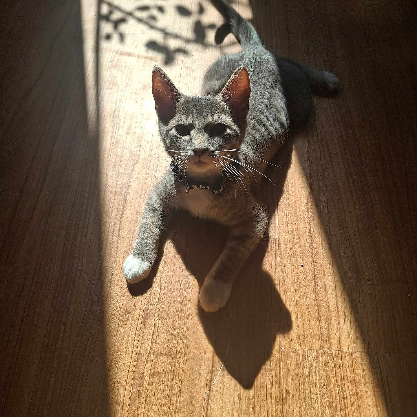 Son