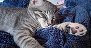 Son is registered to the contest to win money with this photo: animal, blanket, cat, cozy, cute, domestic_cat, feline, fur, gray_cat, indoor, kitten, paw, paw_pads, pet, relaxation, resting, sleeping, soft, tabby, whiskers