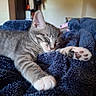 Son is registered to the contest to win money with this photo: animal, blanket, cat, cozy, cute, domestic_cat, feline, fur, gray_cat, indoor, kitten, paw, paw_pads, pet, relaxation, resting, sleeping, soft, tabby, whiskers