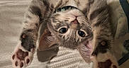 Son joined the competition — help win amazing prizes! animal, bed, blanket, cat, close_up, collar, cute, feline, fur, indoor, kitten, lying_down, paw_pads, pet, playful, relaxed, soft, stretching, tabby, whiskers
