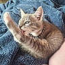 Son joined the competition — help win amazing prizes! blanket, blue_blanket, cat, collar, cozy, curious, cute, fur, gray_tabby, home, indoor, kitten, licking, paw, paw_prints, pet, remote_control, resting, soft_texture, whiskers