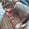 Sterling is registered to the contest to win money with this photo: animal, bed, cat, closeup, collar, curious, cute, domestic, ears, feline, fur, indoor, kitten, paws, pet, resting, striped, striped_bedspread, whiskers, young
