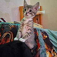 Sterling joined the competition — help win amazing prizes! animal, blanket, cat, cozy, curious, cute, domestic, feline, fur, indoor, kitten, paw, pet, resting_place, small, soft_lighting, striped, tabby, wooden_chair, young