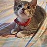 Sterling joined the competition — help win amazing prizes! animal, bedspread, cat, close_up, cozy, cute, domestic, feline, fur, indoor, kitten, looking_up, paws, pet, red_collar, resting, soft_lighting, striped, whiskers, young