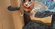 Sterling is registered to the contest to win money with this photo: box, carpet, cat, cat_tree, collar, cute, ears, feline, gray_tabby, hammock, indoor, kitten, paw, pet, plush, relaxed, scratching_post, stacked_boxes, whiskers, young_cat