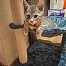 box, carpet, cat, cat_tree, collar, cute, ears, feline, gray_tabby, hammock, indoor, kitten, paw, pet, plush, relaxed, scratching_post, stacked_boxes, whiskers, young_cat