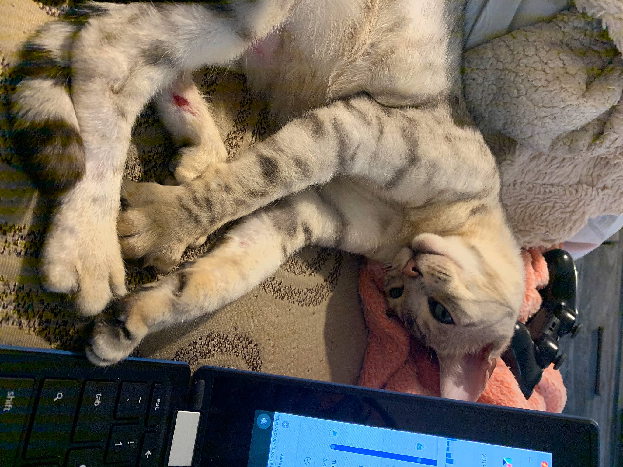 Tequila is registered to the contest to win money with this photo: canidae, carnivore, cat, claw, egyptian_mau, european_shorthair, fawn, felidae, fur, kitten, mammal, nap, ocicat, paw, small_to_medium_sized_cats, whiskers